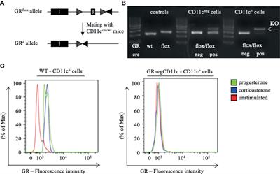 Disruption of Glucocorticoid Action on CD11c+ Dendritic Cells Favors the Generation of CD4+ Regulatory T Cells and Improves Fetal Development in Mice